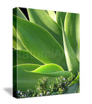 Agave Photo Art Print On Canvas
